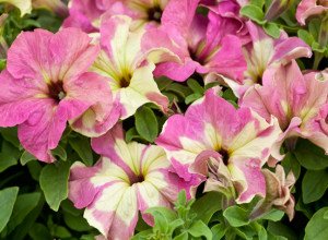 Петунії серії Софістика — рясноквітучі рослини унікальною забарвлення з запашним ароматом