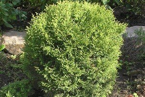 Малі елементи великого дизайну — карликові туї: особливості висадки на ділянці і опис популярних сортів