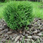 Порядок дій при розмноження туї живцями: особливості вибору, підготовки і висадки