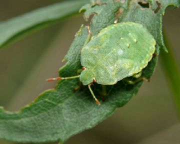 Чим шкідливий садовий клоп смердючка і які засоби проти нього можна застосувати
