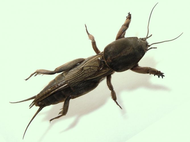 Боротьба з медведкою народними засобами: горох, нашатир і інші методи