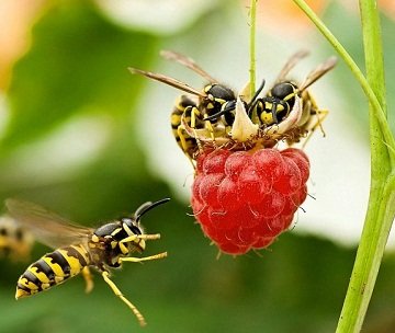 Обережно! Отруйні комахи. Небезпека укусу отруйної комахи. Які наслідки можуть бути