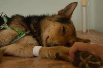 Які хвороби можуть виникнути у собак з за бліх і наскільки це небезпечно