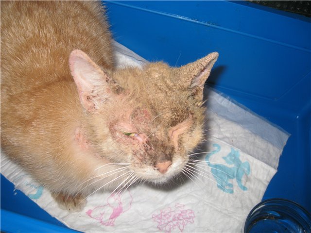 Коростяний кліщ у кішок   що це таке і як лікувати