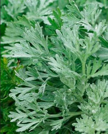 Розанный пильщик: опис та заходи боротьби