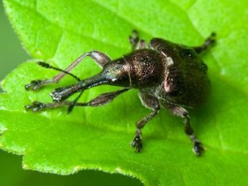 Жук   трубковерт: опис виноградного і березового многоядного шкідника