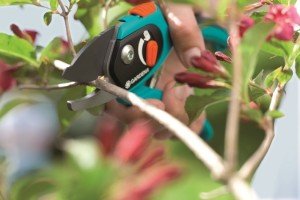Як вибрати секатор для щеплення та обрізки дерев: види, характеристики, рекомендації по вибору