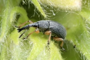 Апіона: шкоди та способи боротьби