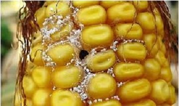 Кукурудзяний метелик – шкідник овочевих та технічних культур