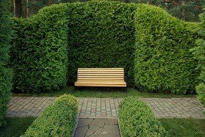 Пересадка туї навесні: вибір місця, основні правила пересадки і догляд за кущами