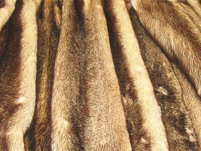 Засоби від молі для шуби – як зберегти цінний предмет гардероба