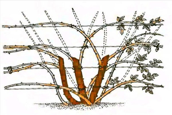 Особливості вирощування плетистих троянд: нюанси посадки та догляду за квітами в саду