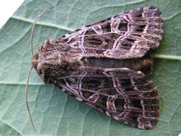 Найнебезпечніші шкідники розсади помідор і ефективна боротьба з ними