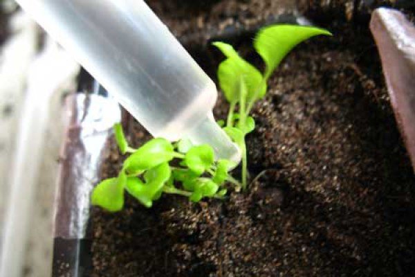 Чому падає розсада петуній: причини, їх усунення та поради експертів щодо захисту сходів від хвороб