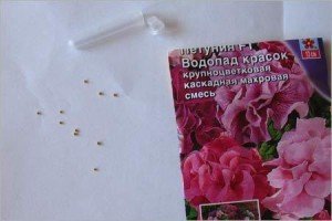 Петунія Джоконда каскадна: індивідуальні особливості сорту, нюанси вирощування та догляду