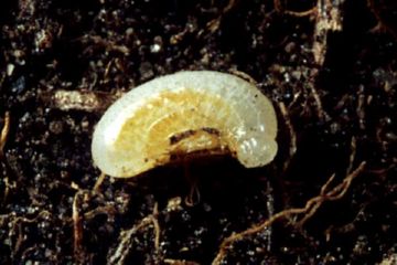 Оси тифии   чим корисні ці комахи