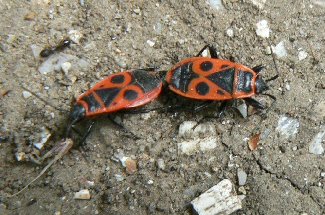 Клоп солдатик у будинку: шкода і як позбутися