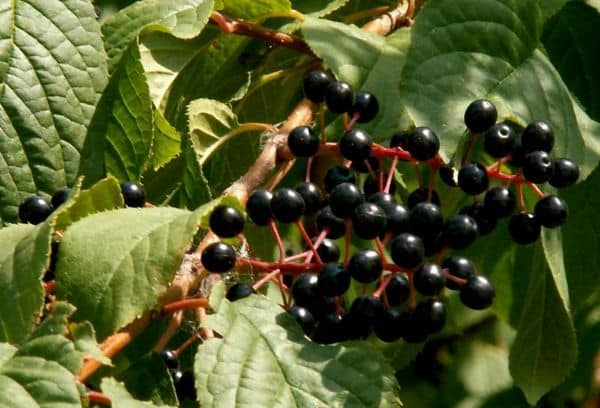 Як відіпрати плями від черемхи на одязі