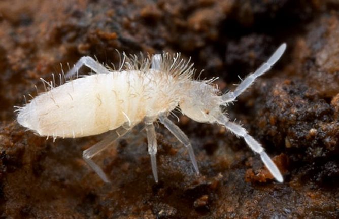 Попелиця на кімнатних квітах: чим обробити, як вивести