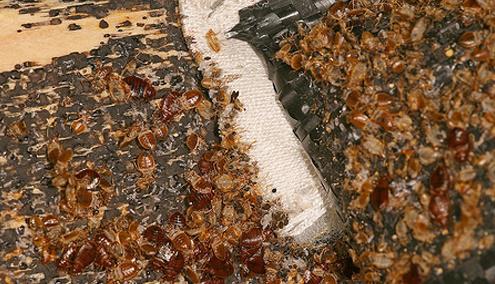 Як розмножуються постільні клопи і тривалість їх життя