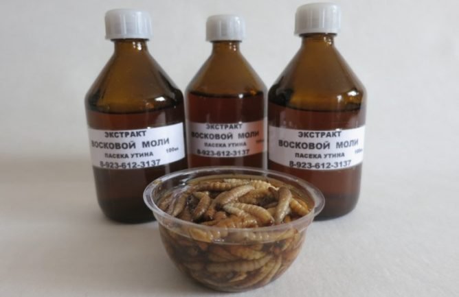 Екстракт воскової молі: відгуки лікарів, застосування, інструкція