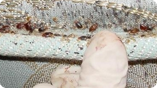 Як виглядають блохи