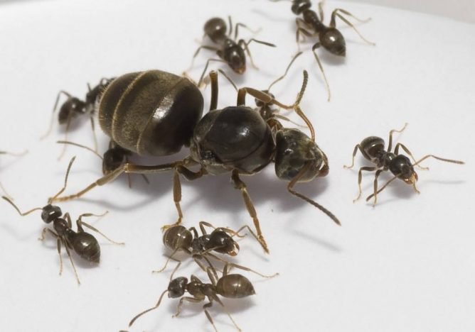 Мурахи в теплиці: як позбутися і вивести народними засобами