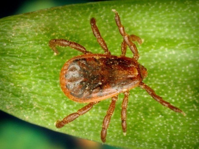 Знищення кліщів на ділянці: методи боротьби