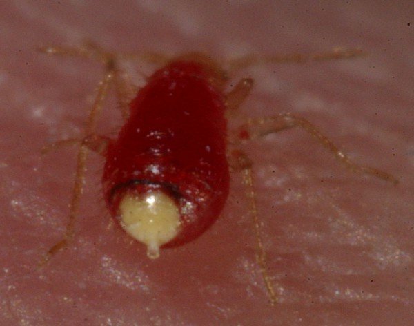 Постільні клопи: як виявити і як позбутися