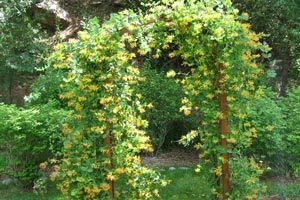 Жимолость Каприфоль — розкішна ліана в ландшафті дачної ділянки