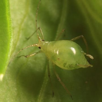 Небезпечні шкідники картоплі: картопляна совка, персикова попелиця, дротянки і інші небезпечні шкідники
