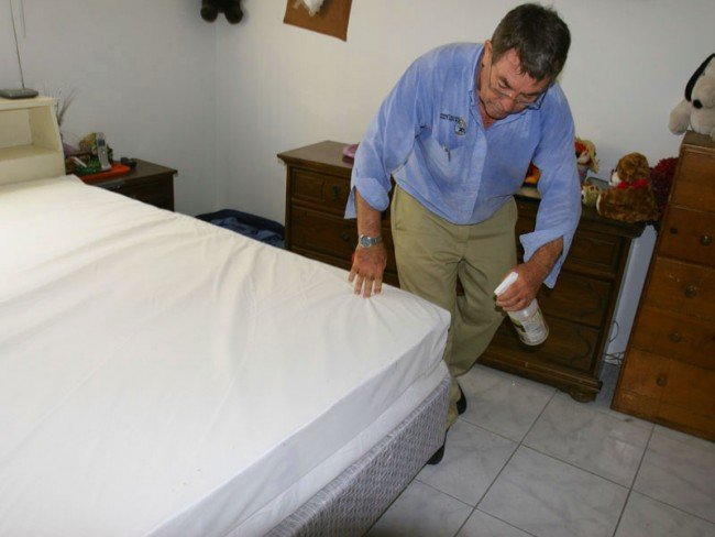 Домашні клопи в квартирі – Як позбутися самостійно