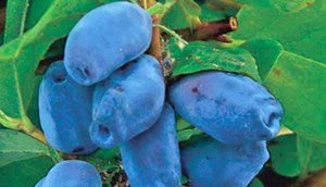 Які сорти жимолості підходять для Ленінградської області: докладний опис видів