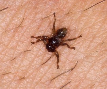 Лосина блоха: наслідки укусу для людини і тварин