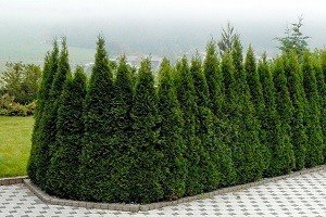 Використання туї для створення живоплоту: опис сортів та особливості формування