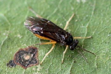 Чим шкідливі різні види пильщика: чорний, бледноногий, гребенчатоусый, минирующий та інші