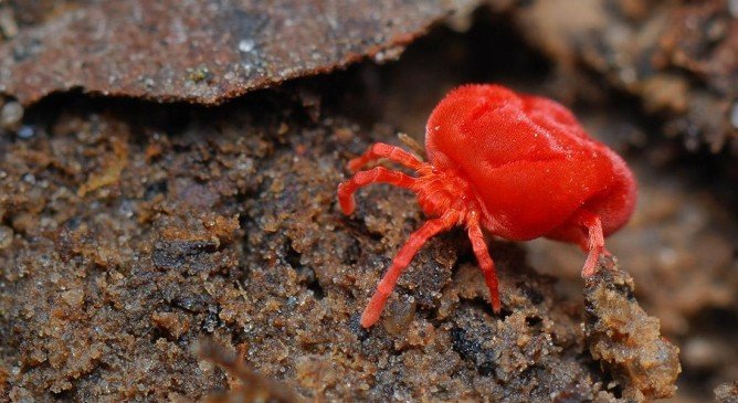Що являє собою червоний кліщ і небезпечний він для людини
