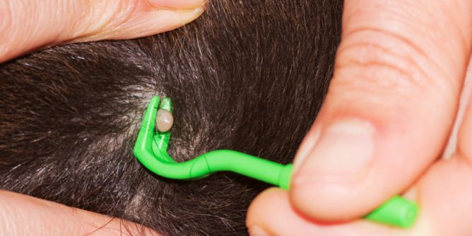 Кліщовий бореліоз: його види та джерела зараження