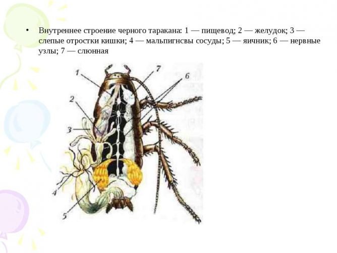 Скільки ніг у таргана: особливості будови