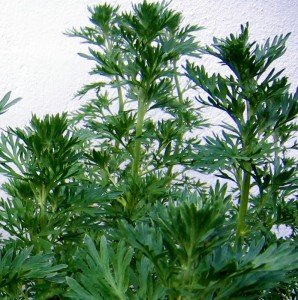 Як позбутися від клопів на одязі: чи можуть клопи жити в одязі