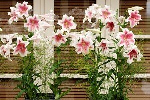 Блакитні ялівці сорти Блю: опис, характеристики й особливості вирощування