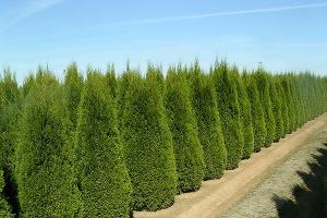 Туя Смарагд: опис сортів вічнозеленого чагарнику і особливості його посадки