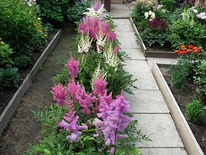 Низькорослі бордюрні квіти: правила підбору і види рослин, поради по догляду та фото