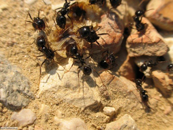 Як можна позбутися від мурашок в квартирі