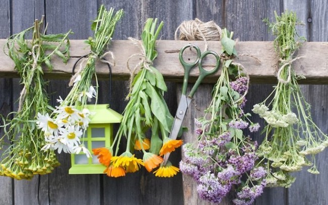 Постільні клопи: звідки взялися, що робити?