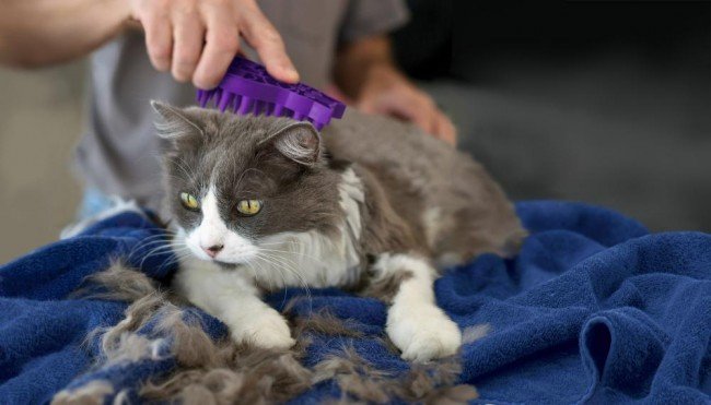 Як позбутися Бліх у кішок — Реальні та корисні Поради