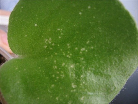 Хвороби та шкідники петунії або як уникнути небезпеки зараження рослини