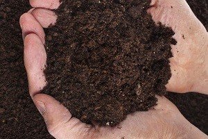 Найпопулярніші сорти туї східної — Біота і Гармонія: характерні особливості та правила догляду