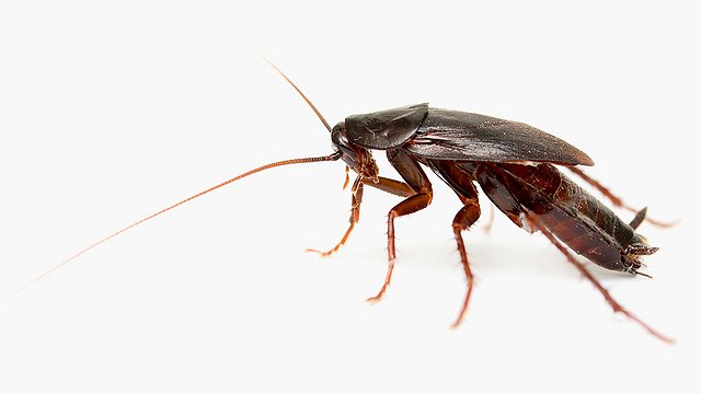 Сонник До чого сняться таргани — Чого очікувати від такого сну!?