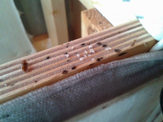 Як позбутися від клопів у квартирі — швидко і без наслідків